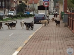 LEMZE SOKAK HAYVANLARININ TOPLU OLARAK BIRAKILDIINI GRENLERN BELEDYEMZ ARAMALARI DUYURULUR