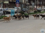LEMZE SOKAK HAYVANLARININ TOPLU OLARAK BIRAKILDIINI GRENLERN BELEDYEMZ ARAMALARI DUYURULUR