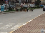 LEMZE SOKAK HAYVANLARININ TOPLU OLARAK BIRAKILDIINI GRENLERN BELEDYEMZ ARAMALARI DUYURULUR