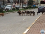 LEMZE SOKAK HAYVANLARININ TOPLU OLARAK BIRAKILDIINI GRENLERN BELEDYEMZ ARAMALARI DUYURULUR