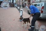 Belediyemizden Sokak Hayvanlarna  Ynelik alma