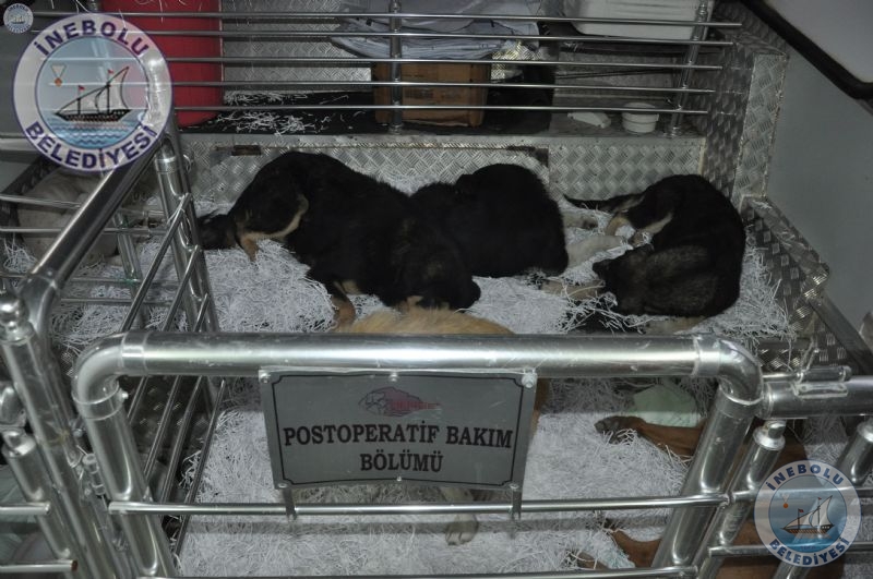 Belediyemizden  Sokak  Hayvanlarna Ynelik Kampanya!