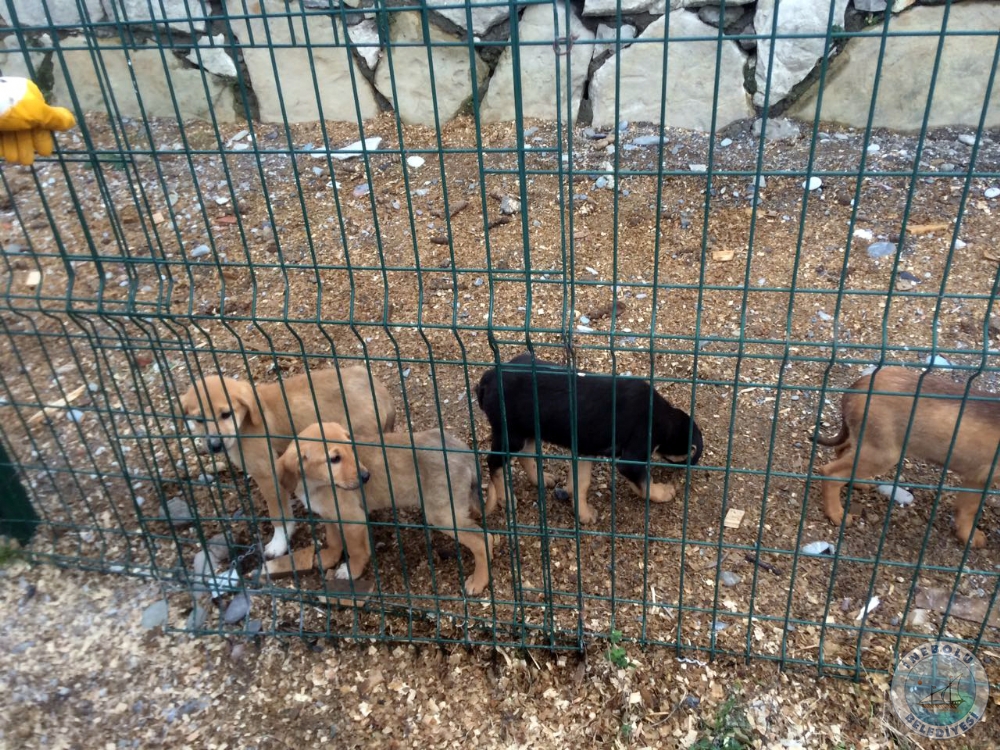 SOKAK HAYVANLARINA, BELEDYE EL