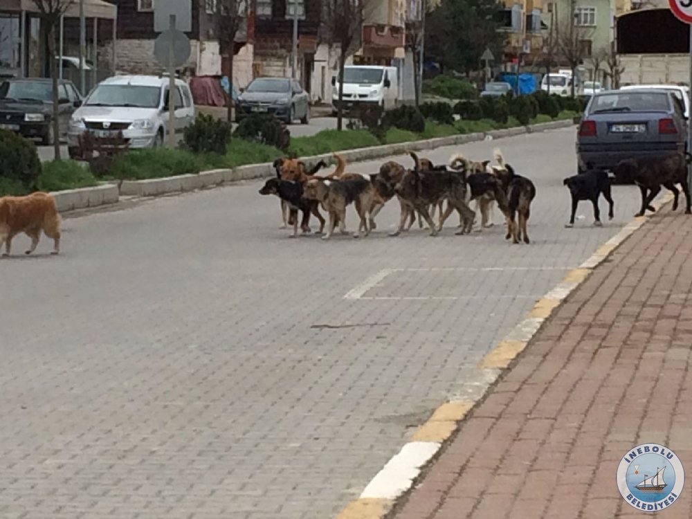 LEMZE SOKAK HAYVANLARININ TOPLU OLARAK BIRAKILDIINI GRENLERN BELEDYEMZ ARAMALARI DUYURULUR