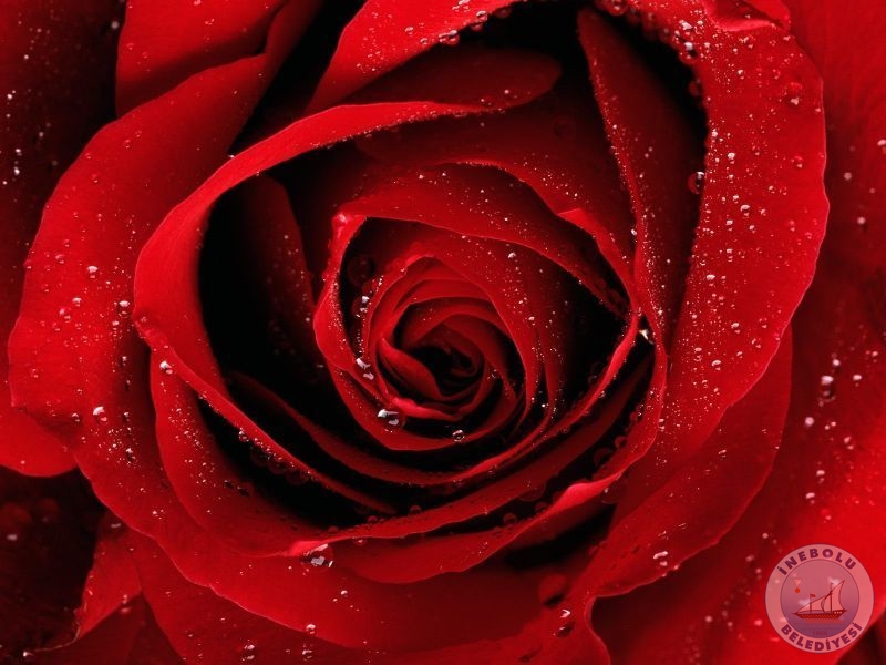 nebolu Sokaklar  Gl   Kokuyor!