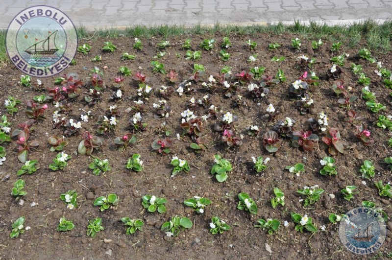 Yemyeil Bir nebolu in.